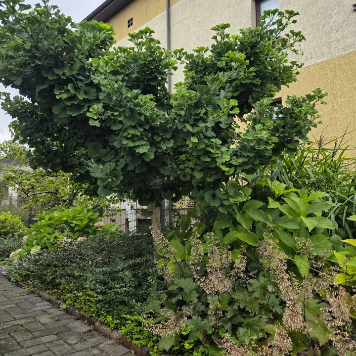 Gyvatvorės karpymas